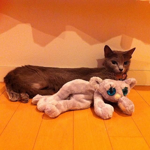 nekochanさんの実例写真