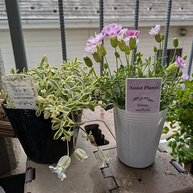 toramamaさんの部屋