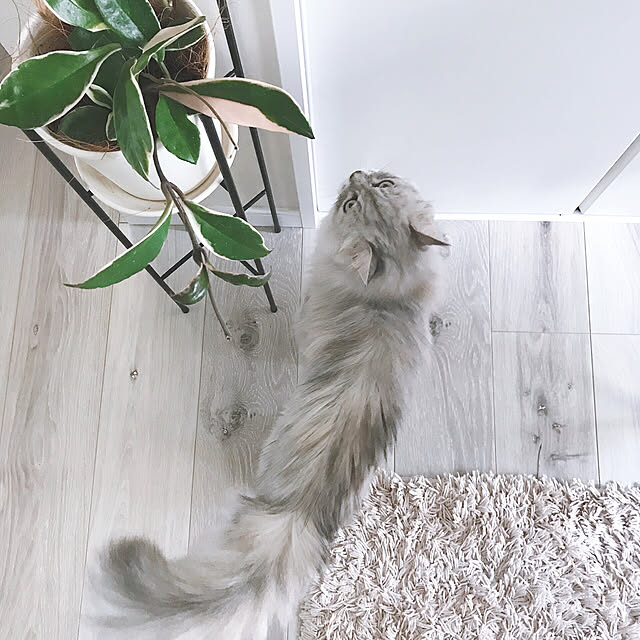moon.mさんの実例写真
