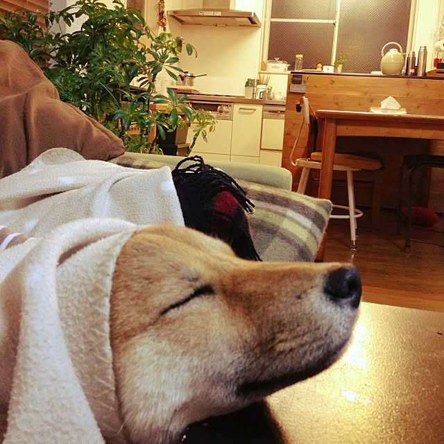 botanさんの実例写真