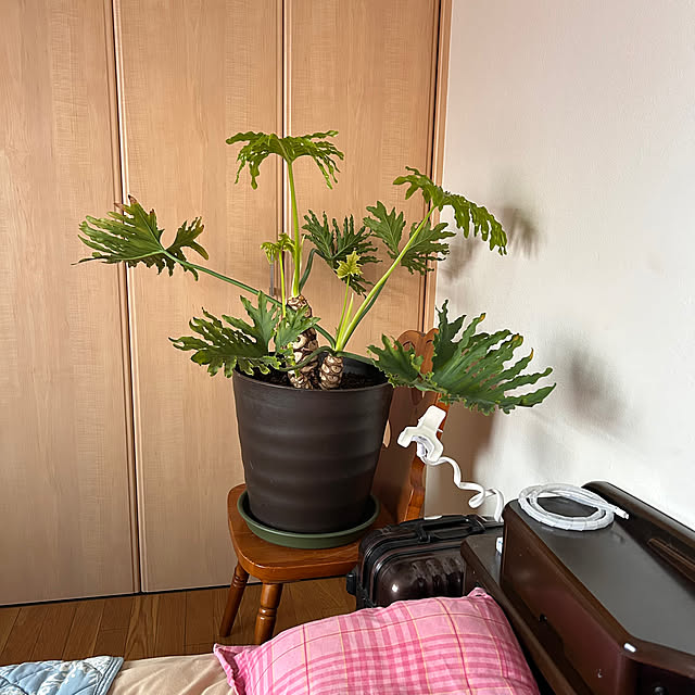 prelumoさんの実例写真