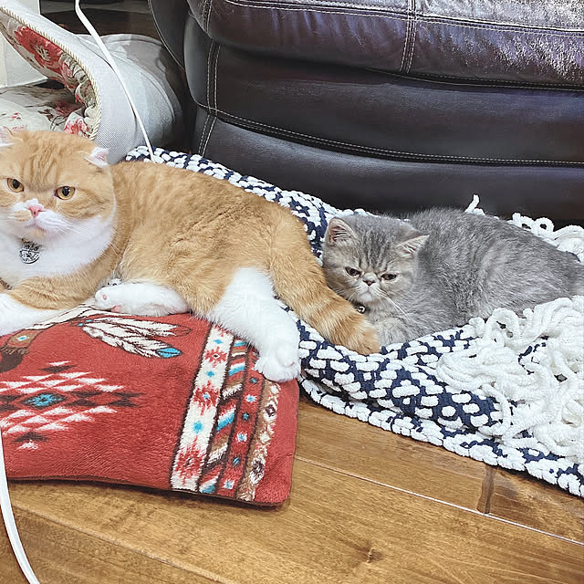 shizzzさんの実例写真