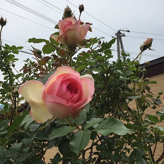 ayumiさんの実例写真