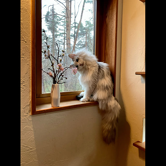 Kikko.さんの実例写真