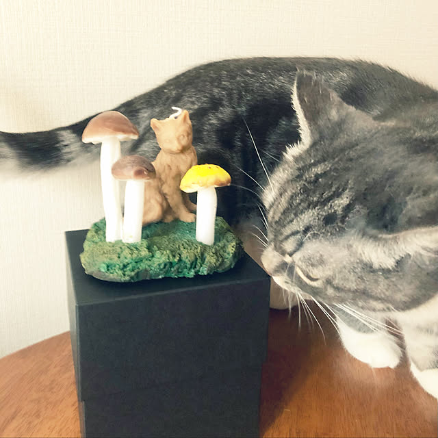 coco_pandaさんの実例写真