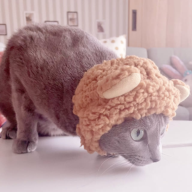 snoopyさんの実例写真