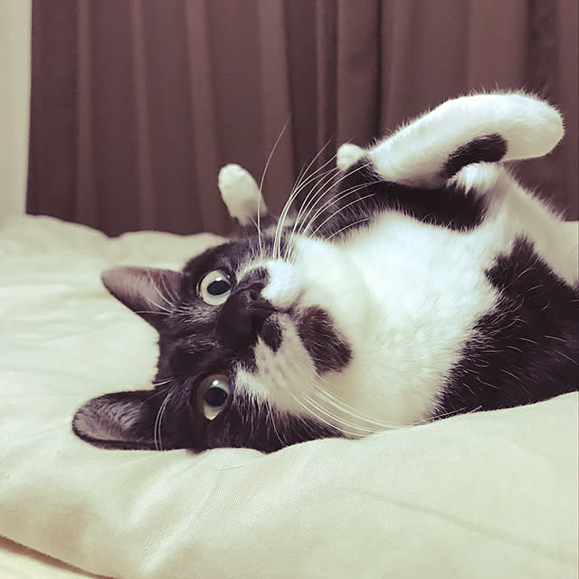 ベッド周り/ねこのインテリア実例 - 2019-01-06 22:57:00