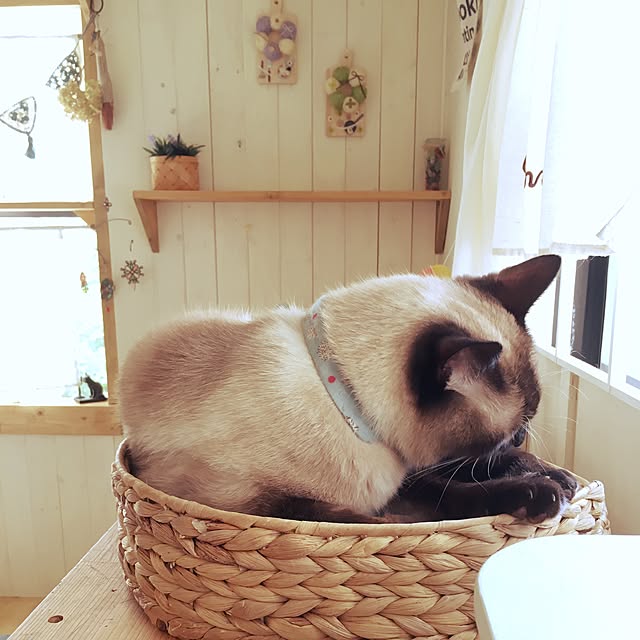 mintcatさんの実例写真