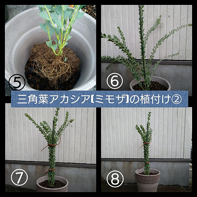 kohmarlさんの実例写真