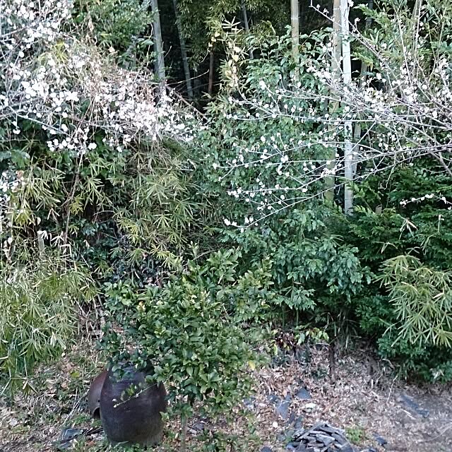 kikuさんの実例写真