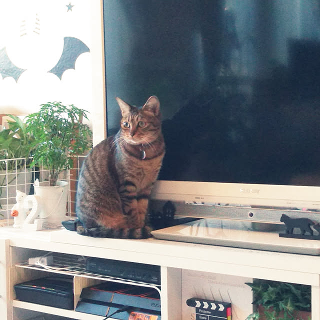futukoさんの実例写真