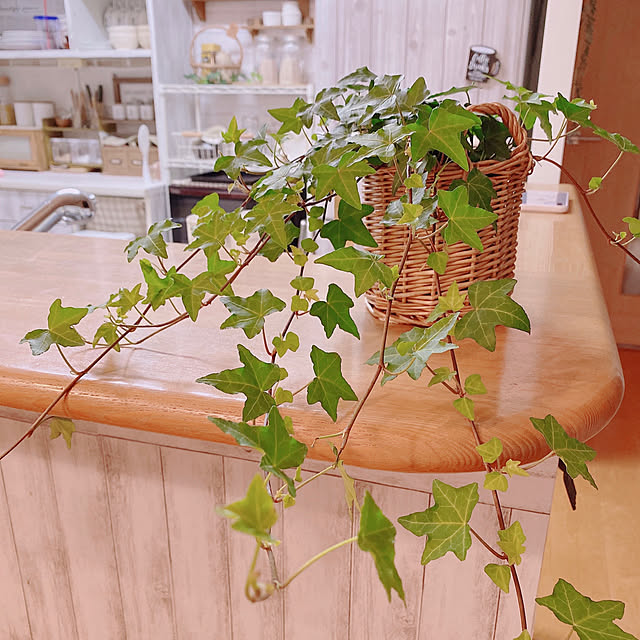 naturalさんの実例写真