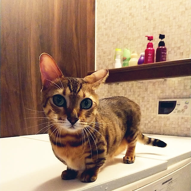 rikiponpanさんの実例写真
