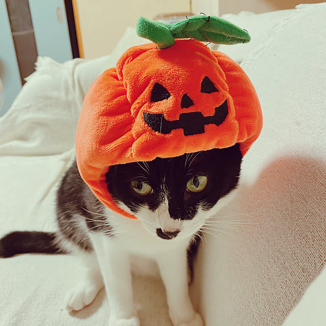 moolさんの実例写真