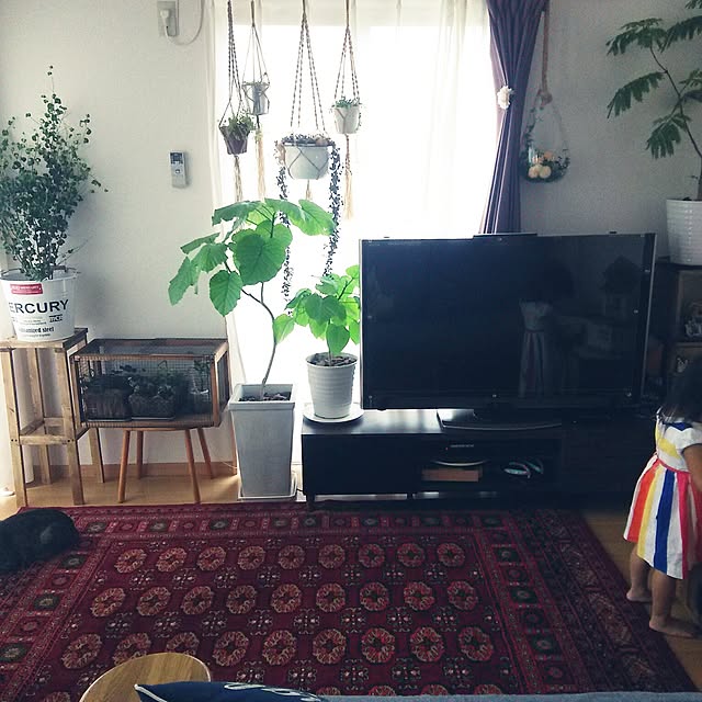 部屋全体/観葉植物/DIY/ベンジャミンバロック/ウンベラータ...などのインテリア実例 - 2015-09-16 12:12:01