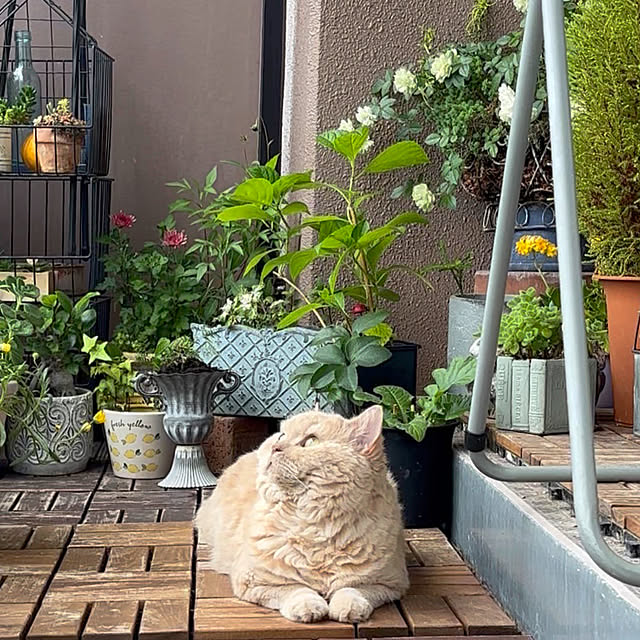 naokoさんの実例写真