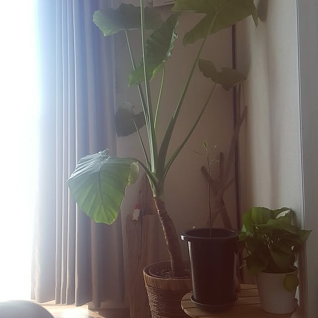 棚/観葉植物のインテリア実例 - 2016-08-28 14:17:42