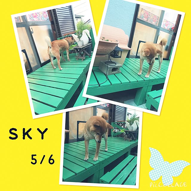 shibaさんの実例写真