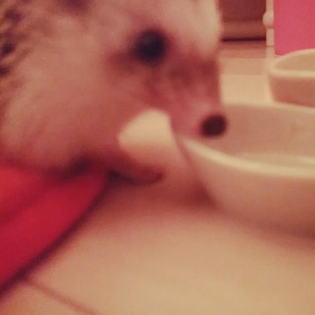 kuruさんの実例写真