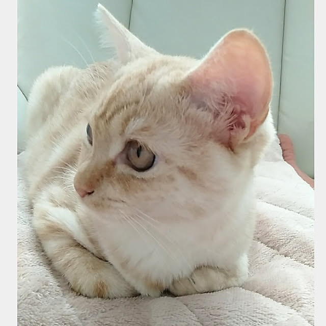 heart.emiemi57.whiteさんの実例写真