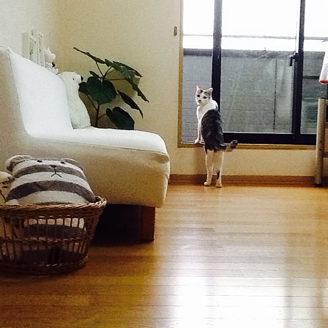 Mikaさんの実例写真