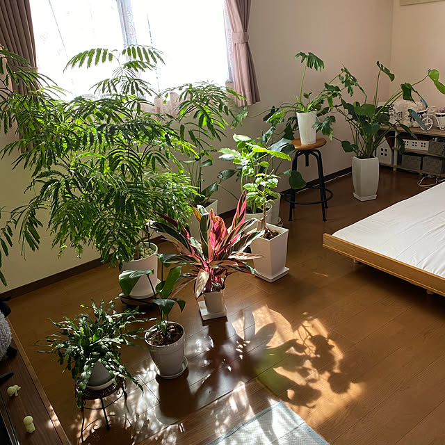 観葉植物/ベッド周りのインテリア実例 - 2020-10-20 02:29:56