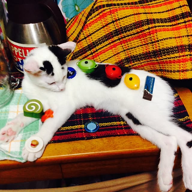 chiroru13さんの実例写真
