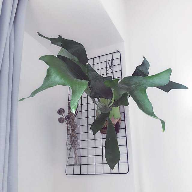 camelliajaponicaさんの実例写真