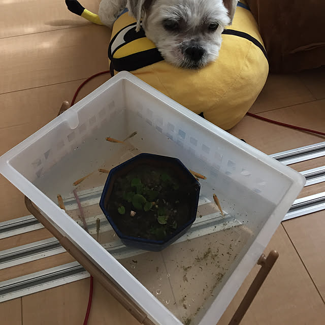 emiさんの実例写真