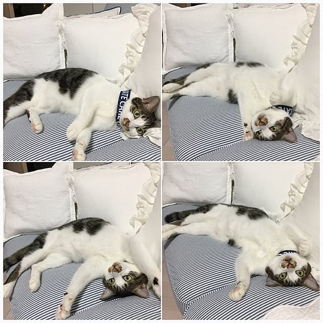 yuchiさんの実例写真