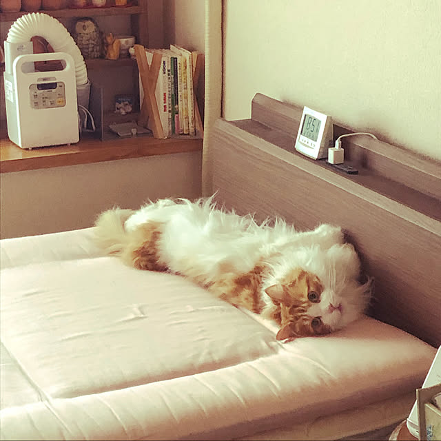 uchidaizuさんの実例写真