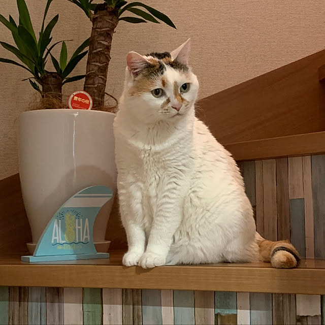 odekoさんの実例写真