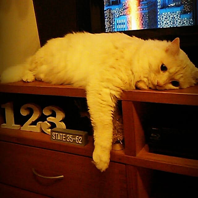 titiさんの実例写真