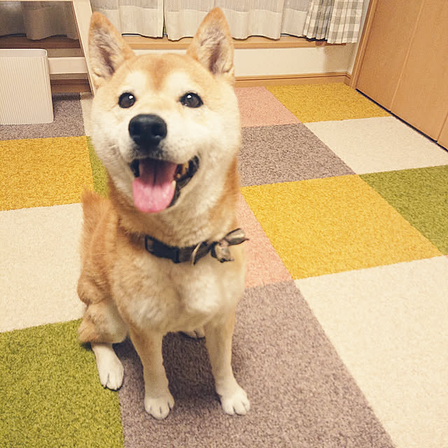 wakaba223さんの実例写真