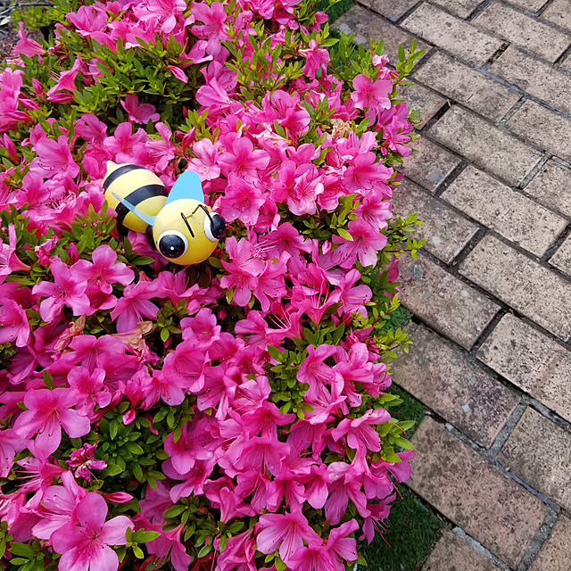 momozouさんの実例写真