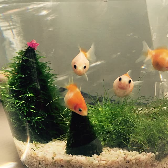 anzuさんの実例写真