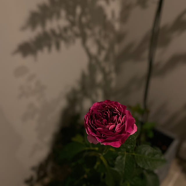 choさんの実例写真