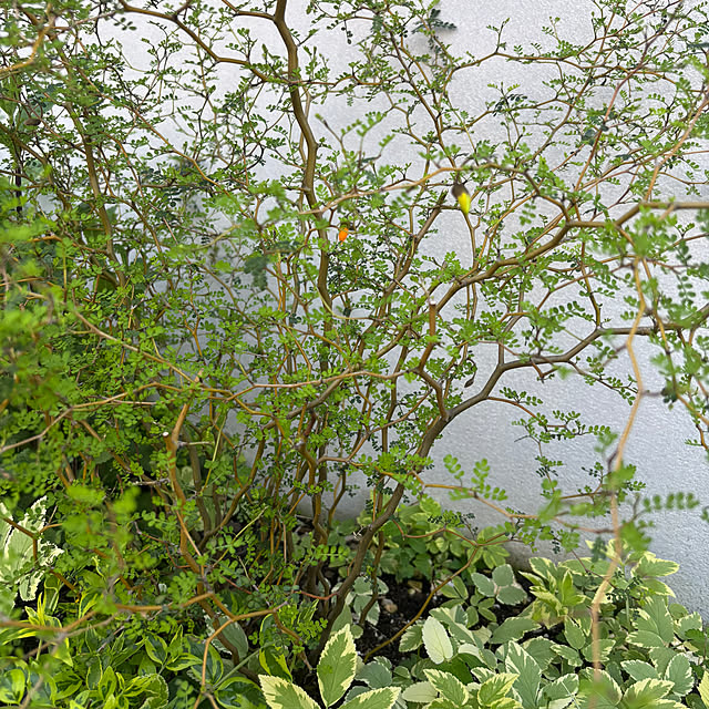 AandTさんの部屋