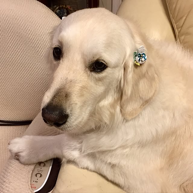 angeさんの実例写真