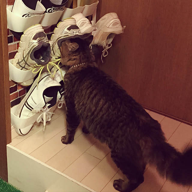 oniyomeさんの実例写真