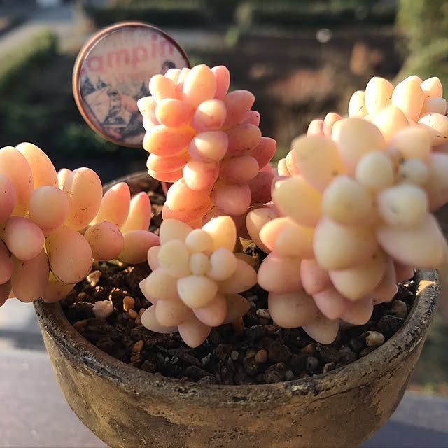 miniさんの実例写真
