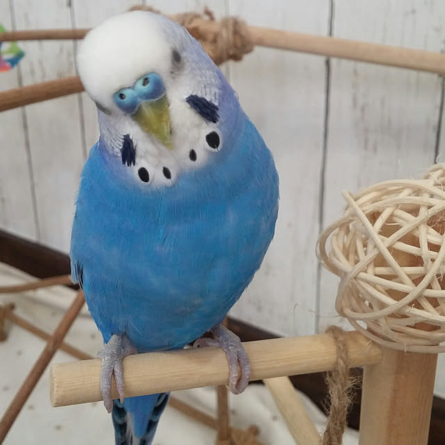 opiopiopiさんの実例写真
