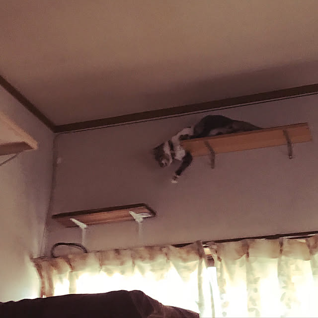 壁/天井/DIY/猫と暮らす/ダイソー/100均のインテリア実例 - 2018-10-29 01:33:49