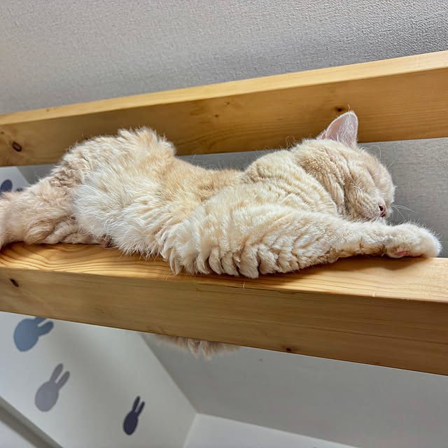 naokoさんの実例写真