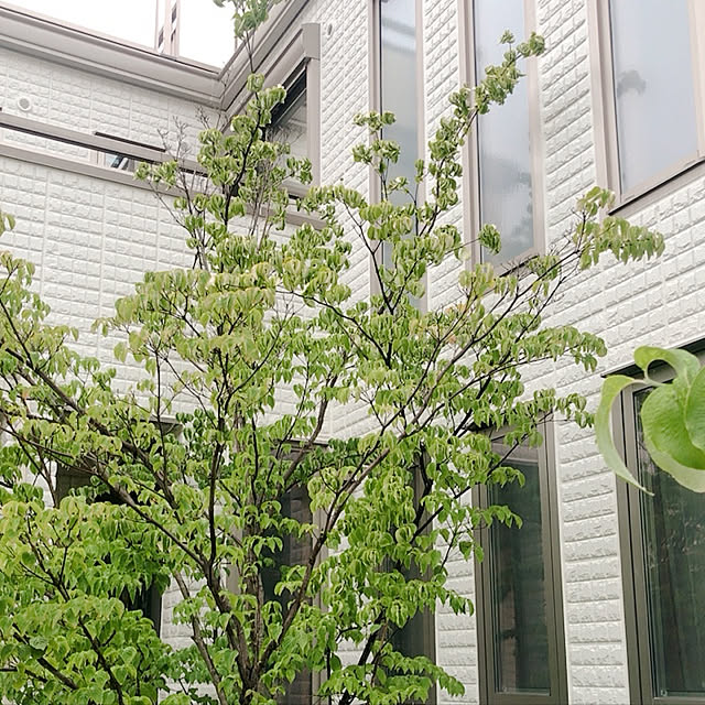 kuikoさんの実例写真
