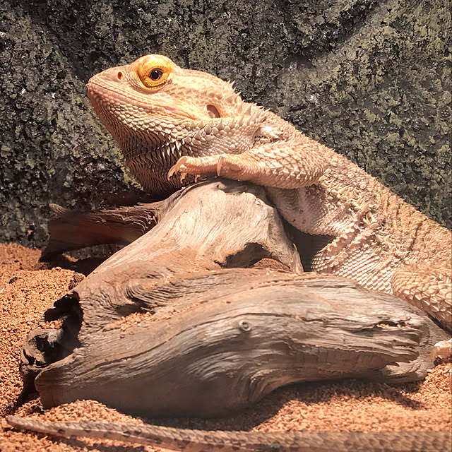 japitonさんの実例写真