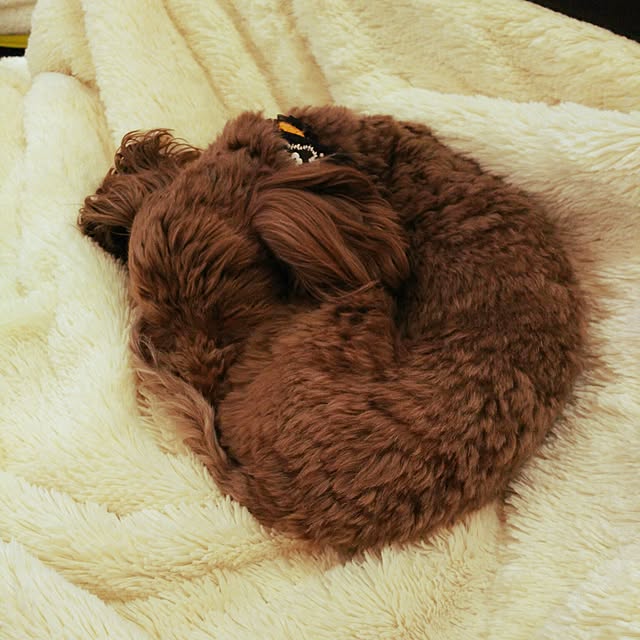 Ryokoさんの実例写真