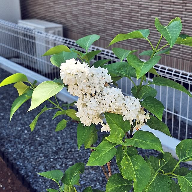 shiori.さんの部屋