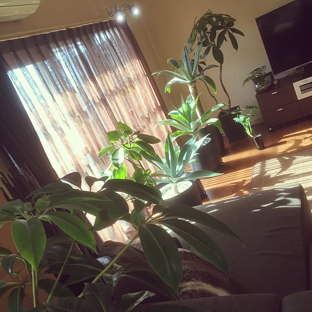 moonさんの実例写真