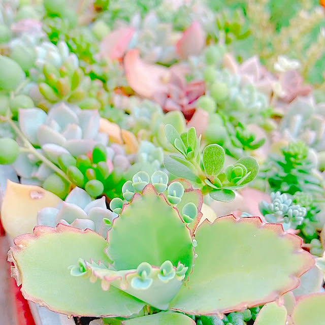 Hanakaさんの実例写真